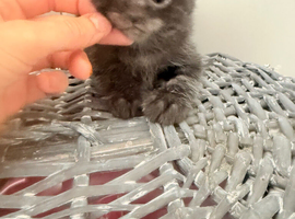 Beautiful kittens ready to go