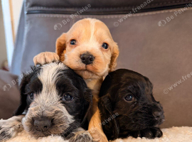 Kc registered show cocker spaniels