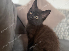 Kitten for sale