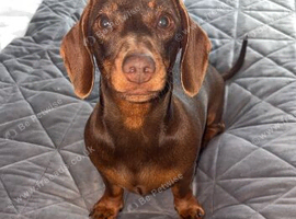 Minuture female dachund