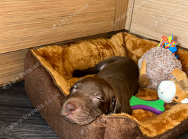Male Sharpei cross cane corso