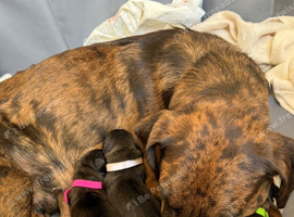 Belgian mali cross