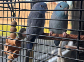 Bonded pair of parrortlets