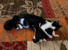kittens for their loving homes