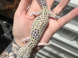 Female Mack Snow Pied Eclipse