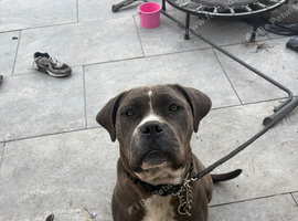 11 month old female puppy