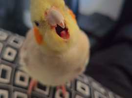 Hand tamed cockatiel + cage