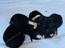 Bernese mountain