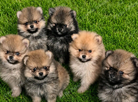 Pomeranian puppies