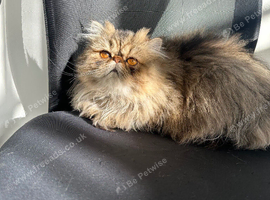 Stunning Tri-Color Exotic Longhair (Persian) &ndash; 5th Gen Pedigree (1.5 Yrs)