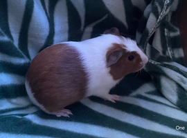 2 male Guinea pigs