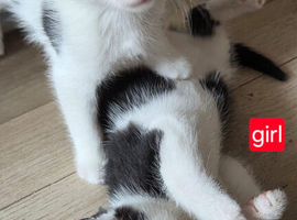5 kittens for sale