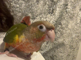 Tame pineapple conure