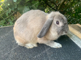 Beautiful lilac French lop buck