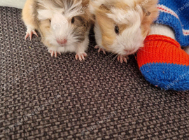 2 young baby boars
