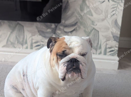 Healthy Female bulldog