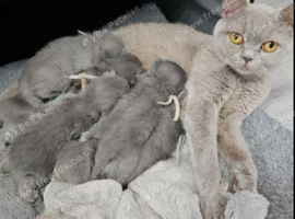 Stunning british shorthair kittens - ready to leave 21st july