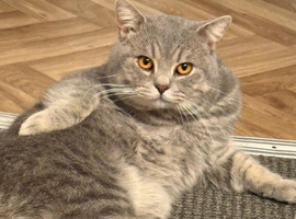 British Shorthair Cat for Sale &ndash; Loving Home Needed