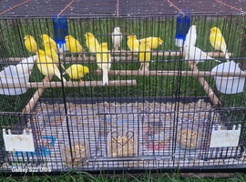 Canaries for sale