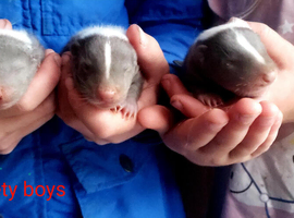 Skunk Male Babies choc/white