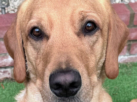 Proven KC Reg Labrador Retriever for Stud