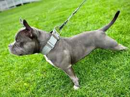 Beautiful Pocket Bully Female &ndash; Loving Family Dog