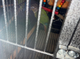 2 beautiful birds for sale