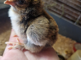 Just hatches mixed chicks