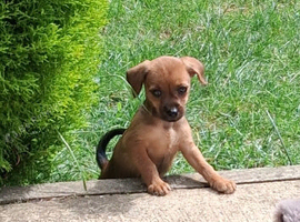 CHIHUAHUA/BORDER TERRIER MIX FEMALE