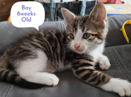 Kittens looking for 5* Homes