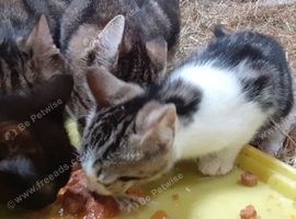 Tabby with white and black female kittens