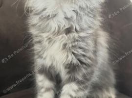 1 tica active girl left polydactyl