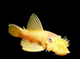 Large Male Lemon Bristlenose Plecos 7-10cm