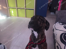Staffy puppy for sale