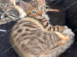 Half bengal kitten