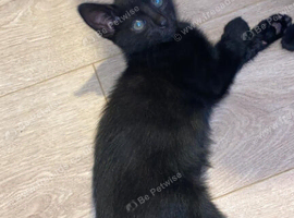 4 black fluffy kittens for sale
