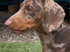 Chocolate dapple dachshund for stud