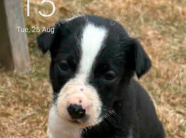 Deaf 9 WK old Collie