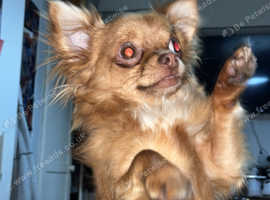 Chihuahua for studding