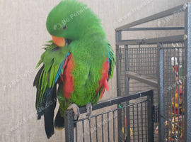 Young ecletus parrot
