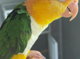 Yellow thighed caique