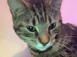10&rsquo;month old female kitten for sale
