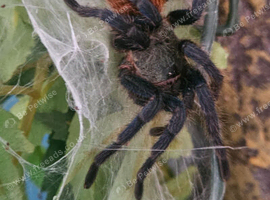 Tarantula and enclosure