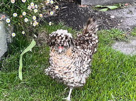 Polish pol hen