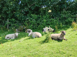 Ewes for pet home wanted