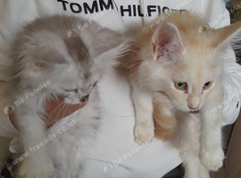 XXL Maine Coon Kittens.
