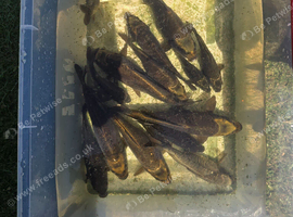 Carp fish