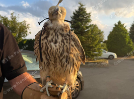 This years Sakers parent reared