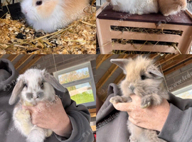 Mini lop/mini lion lop baby rabbits