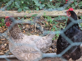 Two Laying Chickens. With EGLU Go Up. Auto door and bells and whistles.